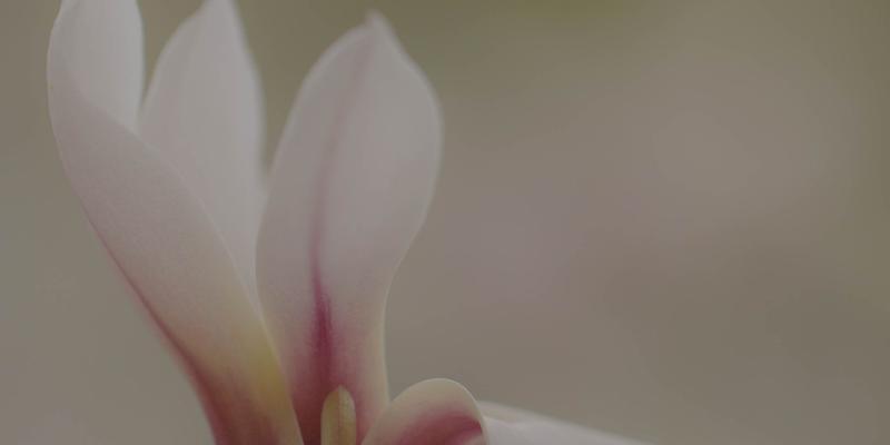 玉兰花(探寻玉兰花的文化内涵与象征意义) 玉兰花(探寻玉兰花的文化内涵与象征意义)