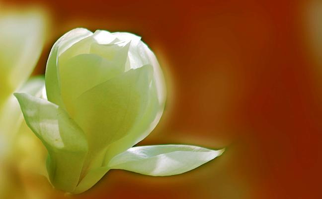 玉兰花(探寻玉兰花的文化内涵与象征意义) 玉兰花(探寻玉兰花的文化内涵与象征意义)