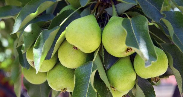 梨树施肥的最佳时机和肥料选择是什么？