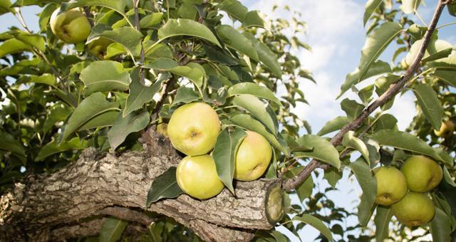 梨树施肥的最佳时机和肥料选择是什么？
