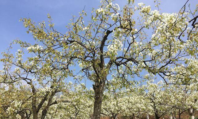 梨树施肥的最佳时机和肥料选择是什么？