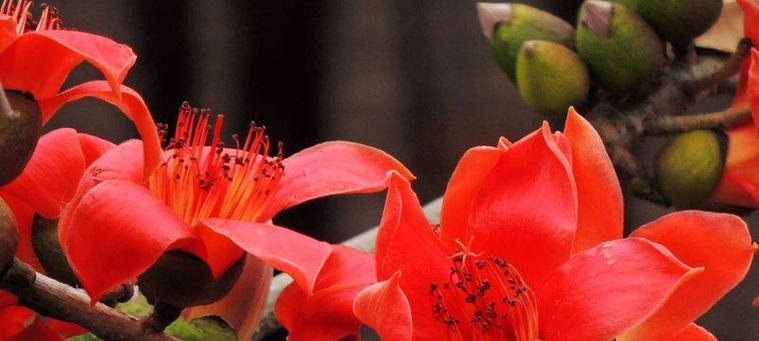 木棉花的花语与寓意——世界上最美的红色风景（探寻木棉花的奥秘）