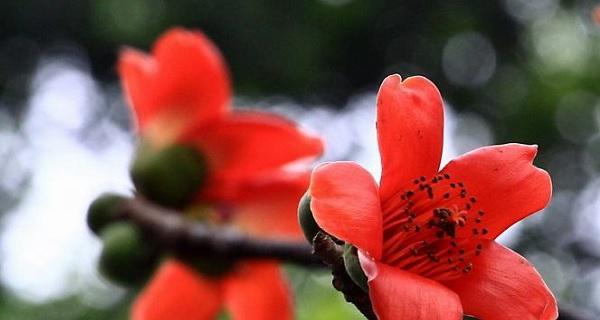 木棉花的花语与寓意——世界上最美的红色风景（探寻木棉花的奥秘）