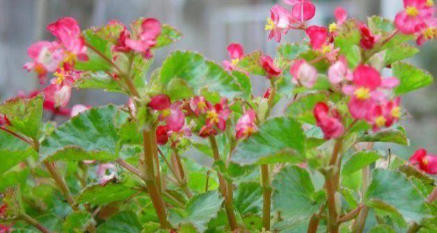 海棠怎么养殖方法？有哪些注意事项？