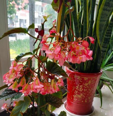 海棠怎么养殖方法？有哪些注意事项？