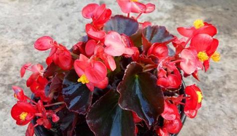 海棠怎么养殖方法？有哪些注意事项？