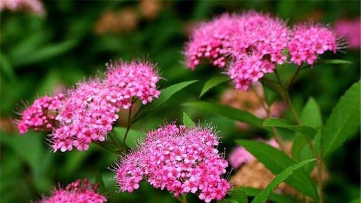 麻叶绣线菊花语（探寻麻叶绣线菊花的心灵寄托与文化内涵）