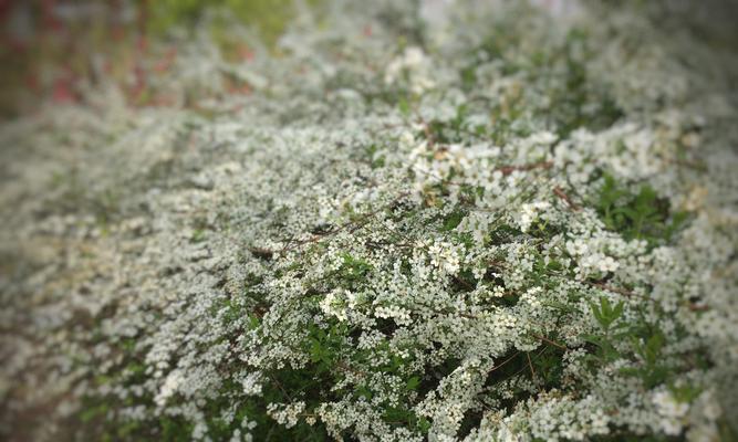 麻叶绣线菊花语（探寻麻叶绣线菊花的心灵寄托与文化内涵）