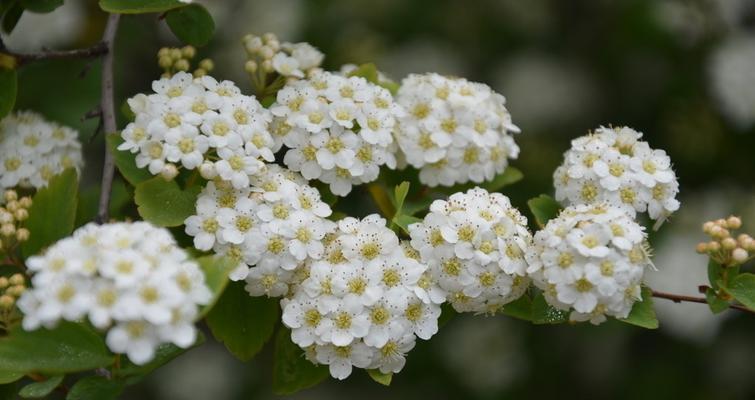 麻叶绣线菊花语（探寻麻叶绣线菊花的心灵寄托与文化内涵）
