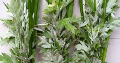 艾叶繁殖方法有哪些？繁殖过程中应注意什么？