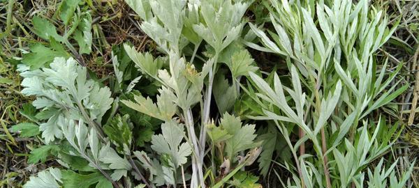 艾叶繁殖方法有哪些？繁殖过程中应注意什么？