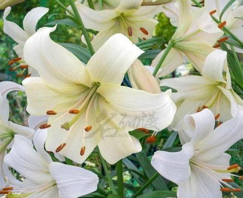 百合花（解读百合花的含义与象征）