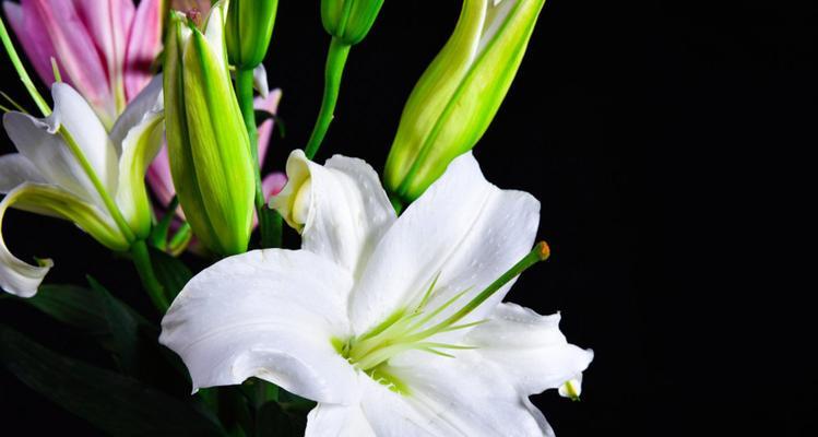 百合花（解读百合花的含义与象征）