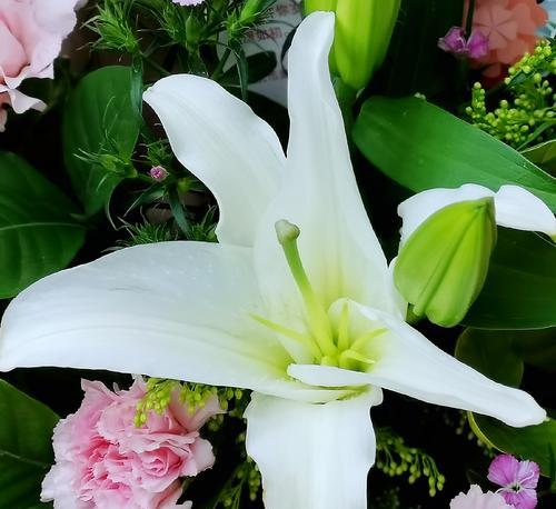 百合花（解读百合花的含义与象征）