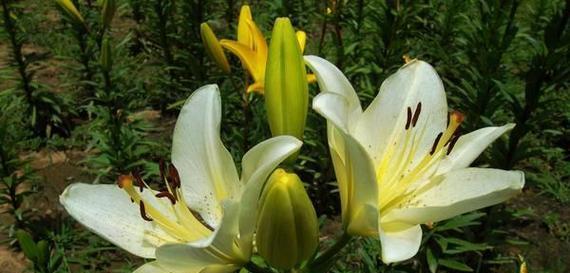 家里种百合花风水好吗？百合花在家居风水中的作用是什么？