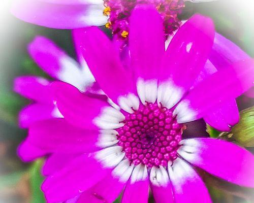 紫色雏菊的花语（解读紫色雏菊的象征意义）