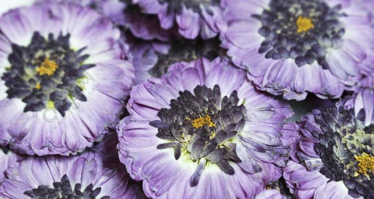 紫色雏菊的花语（解读紫色雏菊的象征意义）