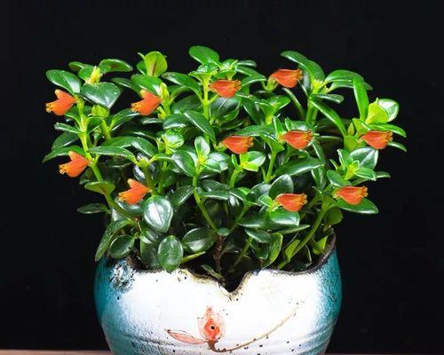 室内盆景植物有哪些?如何选择适合自己的室内植物? 室内盆景植物有哪些?如何选择适合自己的室内植物?