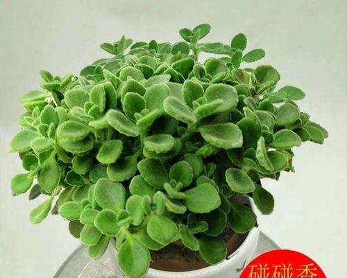 室内盆景植物有哪些?如何选择适合自己的室内植物? 室内盆景植物有哪些?如何选择适合自己的室内植物?