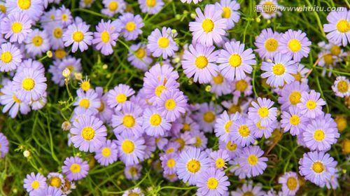 紫色雏菊的花语（解读紫色雏菊的象征意义）