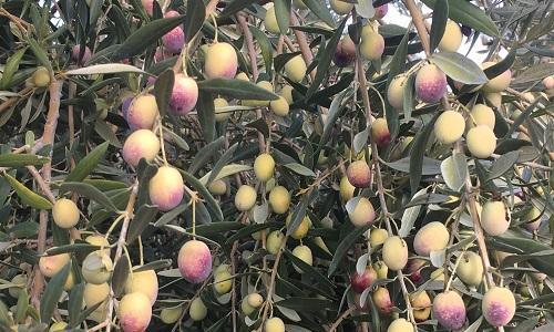 油橄榄在北方种植的可行性？如何克服气候挑战？