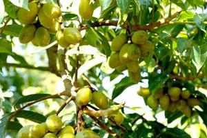 油橄榄在北方种植的可行性？如何克服气候挑战？