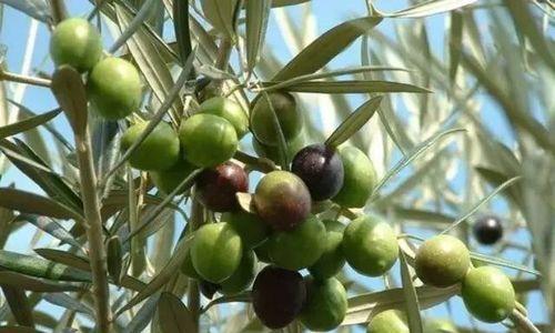 油橄榄在北方种植的可行性？如何克服气候挑战？