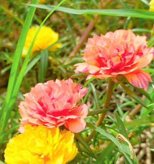 花之无私奉献（盛开之美）