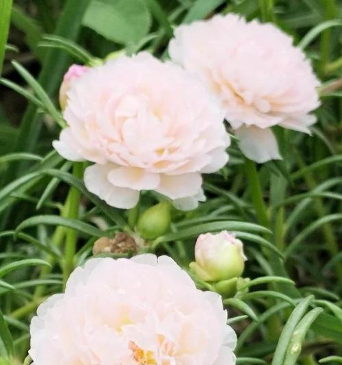 花之无私奉献（盛开之美）