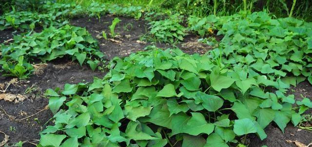 牛粪适合种什么菜？如何利用牛粪提高蔬菜产量？