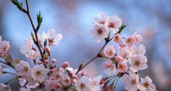 梅花的花语与意义（探索梅花的象征意义）