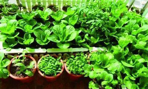 牛粪适合种什么菜？如何利用牛粪提高蔬菜产量？