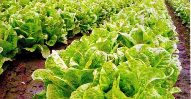 北方夏季适合种什么蔬菜？有哪些蔬菜种植技巧？