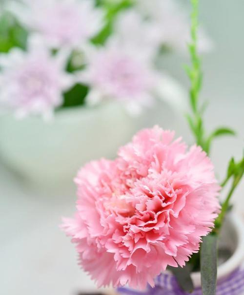 康乃馨的象征与寓意（探索康乃馨的内涵和文化象征）