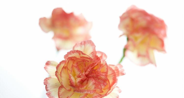 康乃馨的象征与寓意（探索康乃馨的内涵和文化象征）