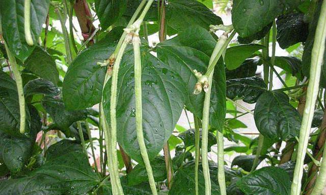 北方夏季适合种什么蔬菜？有哪些蔬菜种植技巧？