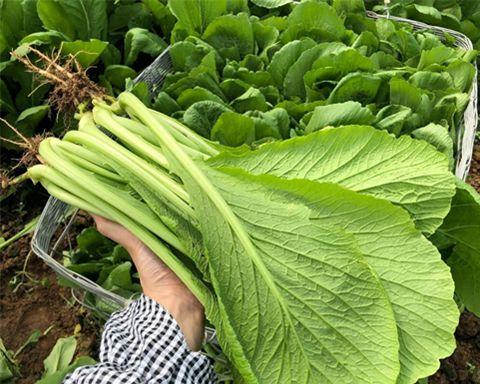 北方夏季适合种什么蔬菜？有哪些蔬菜种植技巧？