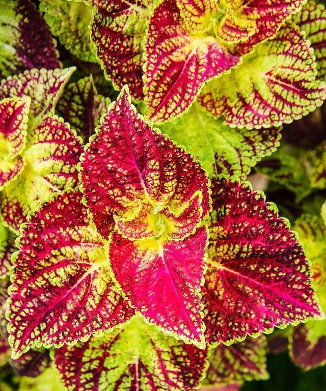 彩叶草怎么养长的好？有哪些养护技巧和注意事项？