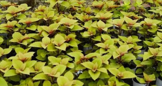 彩叶草怎么养长的好？有哪些养护技巧和注意事项？