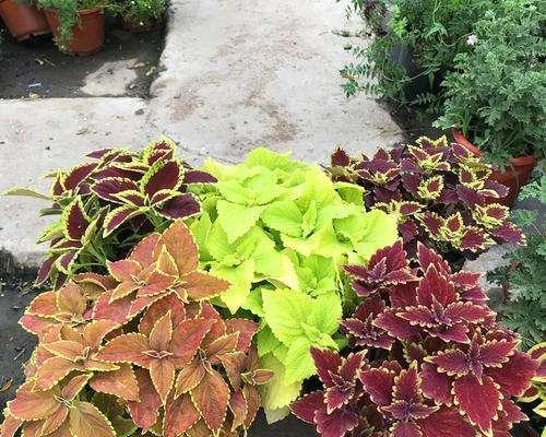 彩叶草怎么养长的好？有哪些养护技巧和注意事项？