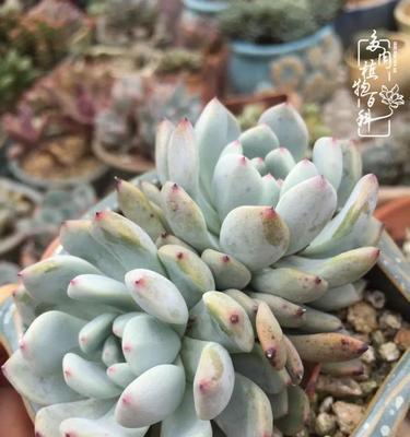 雪爪多肉怎么养出状态？有哪些技巧和注意事项？