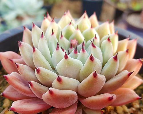 雪爪多肉怎么养出状态？有哪些技巧和注意事项？