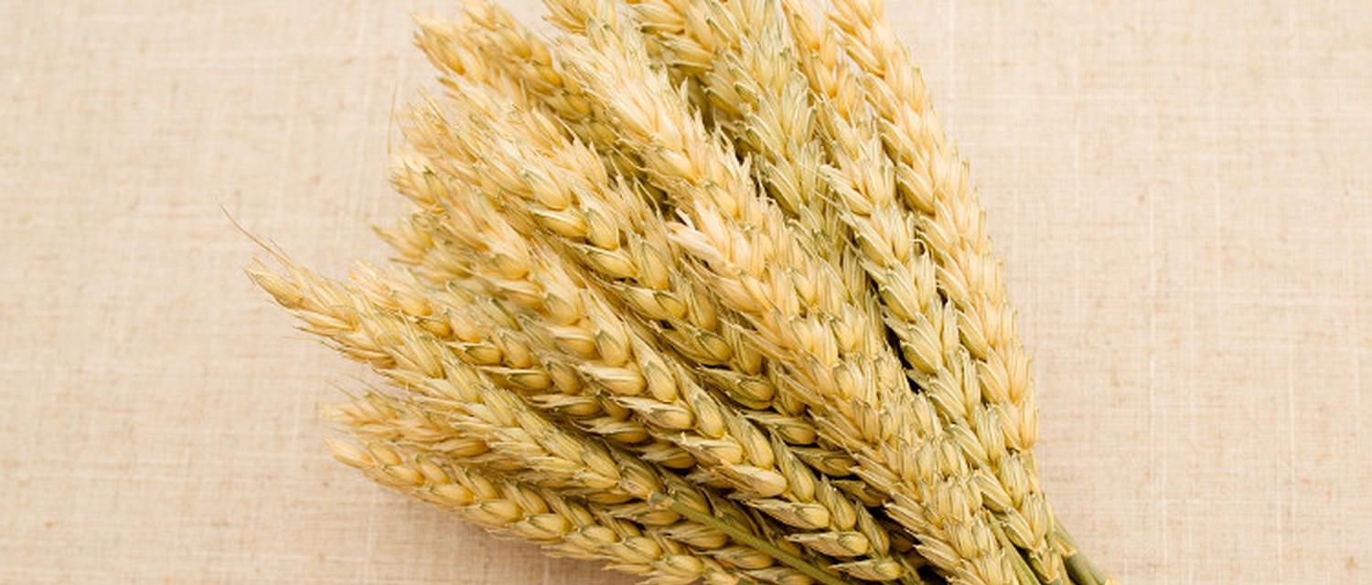 麦穗的象征意义与代表意义（揭示麦穗的文化内涵与哲学思考）