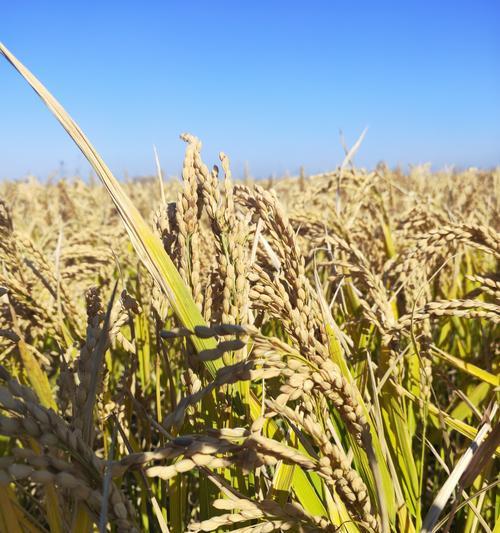 麦穗的象征意义与代表意义（揭示麦穗的文化内涵与哲学思考）