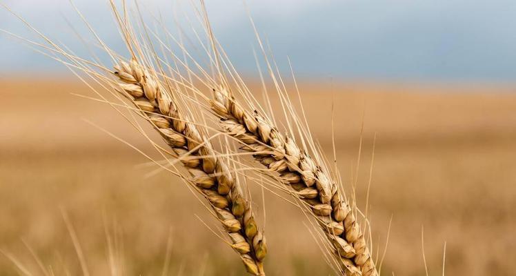 麦穗的象征意义与代表意义（揭示麦穗的文化内涵与哲学思考）