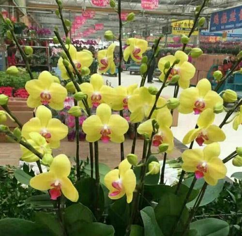 招财树花语与寓意的深入剖析（招财树）