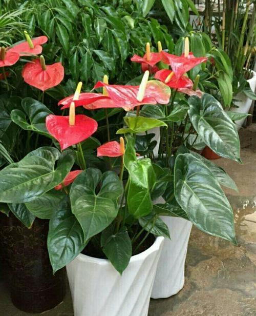 招财树花语与寓意的深入剖析（招财树）