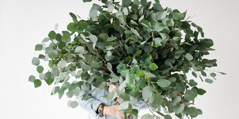 尤加利开花吗?开花时是什么样子的? 尤加利开花吗?开花时是什么样子的?