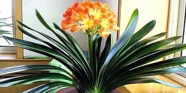 招财树花语与寓意的深入剖析（招财树）