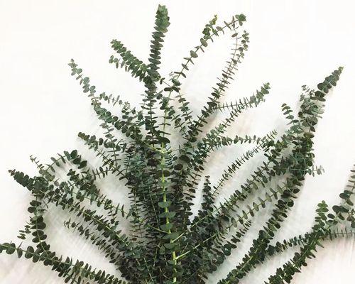 尤加利开花吗?开花时是什么样子的? 尤加利开花吗?开花时是什么样子的?